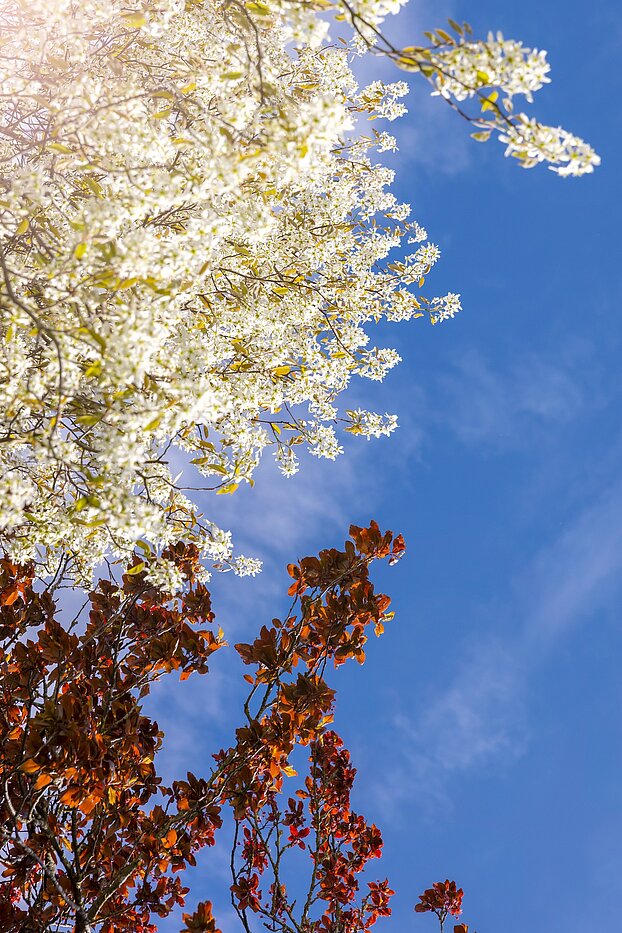 Semi-detached House with 4 room | München-Solln | 70120 | Wohlfühlen und Genießen