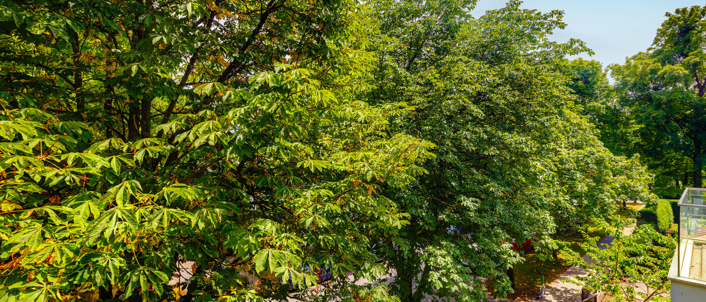 apartment München Nymphenburg 01 view 10849