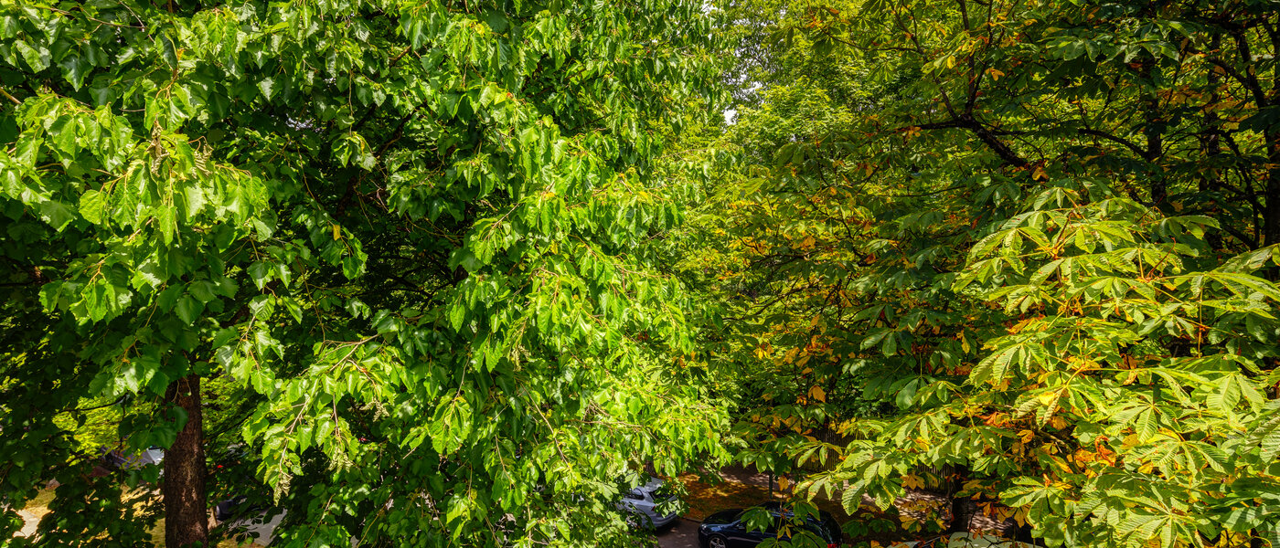 apartment München Nymphenburg 02 view 10849