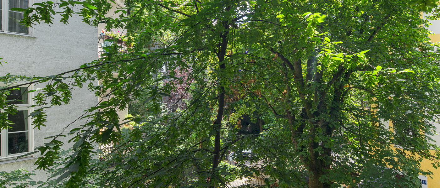 apartment München Schwabing-West (rund um den Hohenzollernplatz) 02 view 4507