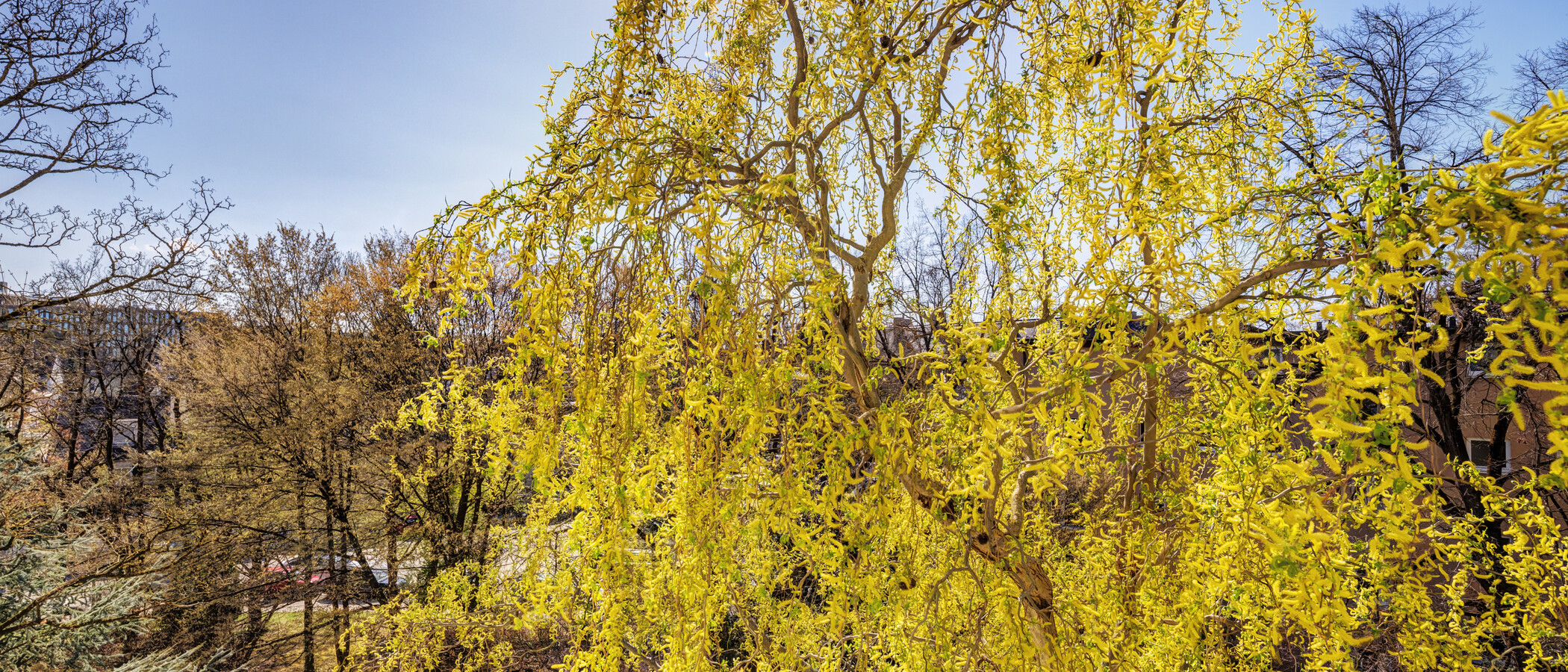 apartment München Bogenhausen 03 view 6213
