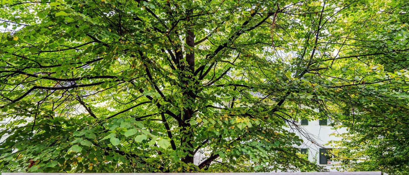 apartment München Laim 01 view 6636