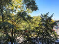 apartment München Ludwigsvorstadt 04 view 15023