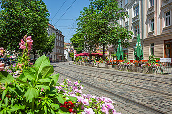 The photo shows a cobble stone road with streetcar rails with trees in the background 